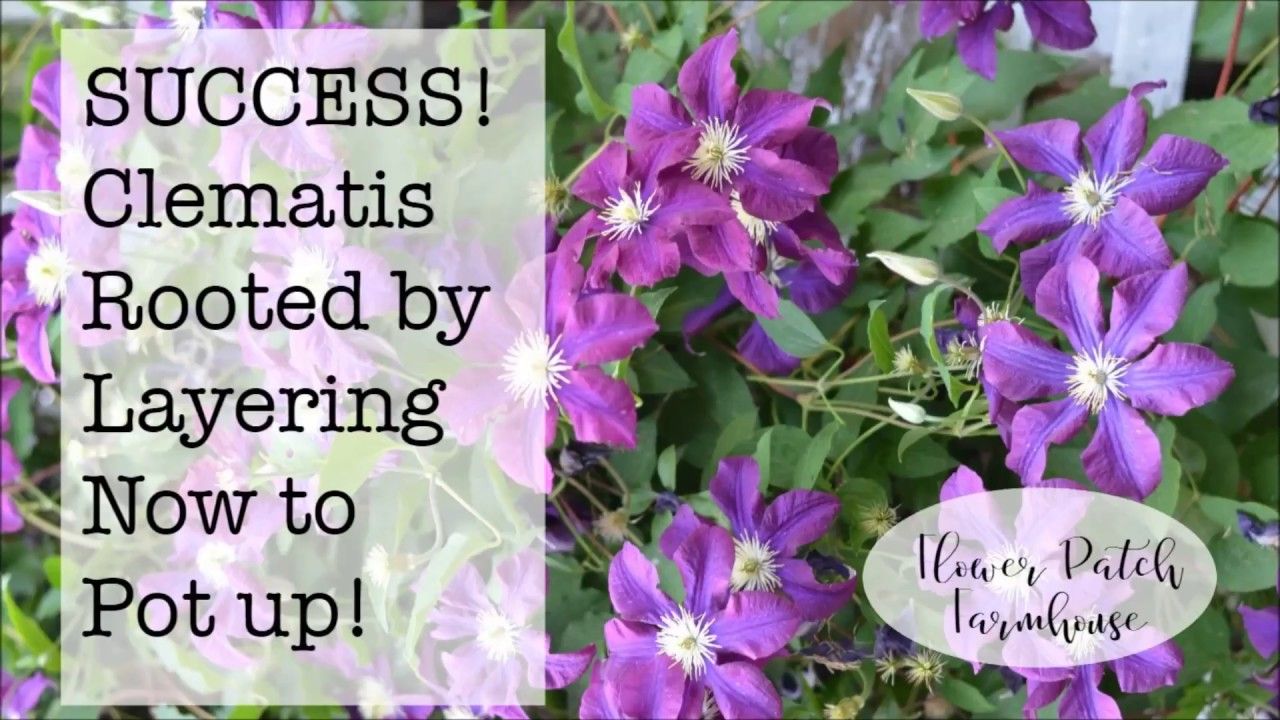 Expert Advice on Successfully Propagating Clematis Plants