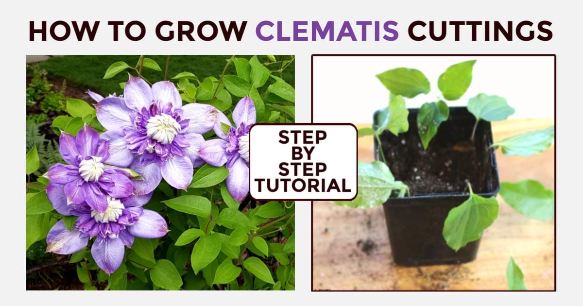 Expert Advice on Successfully Propagating Clematis Plants