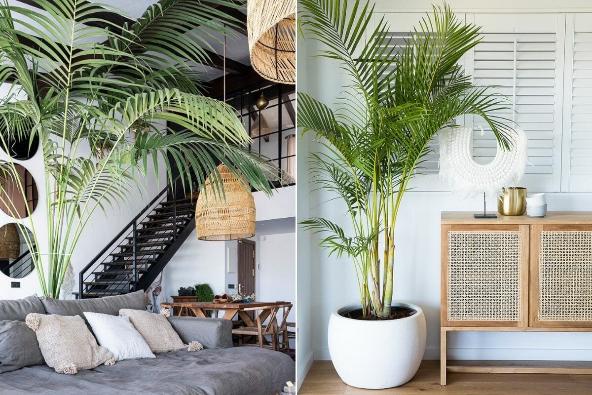 Decorating Ideas for Large Indoor Plants in Modern Spaces