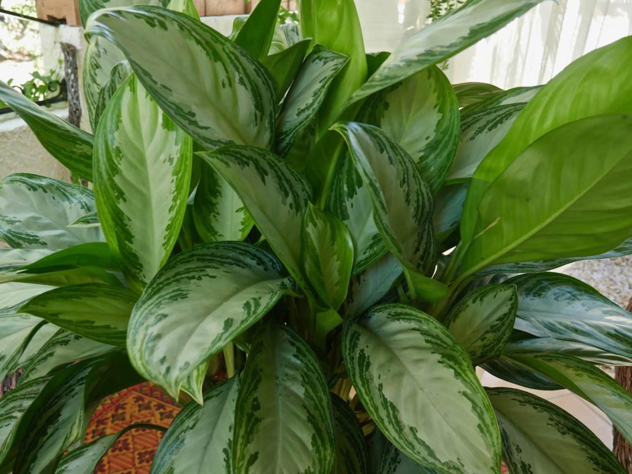 Common Houseplants That Thrive in Low Light