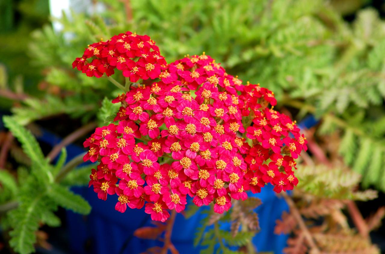 Hanging Plants That Bloom All Year Long