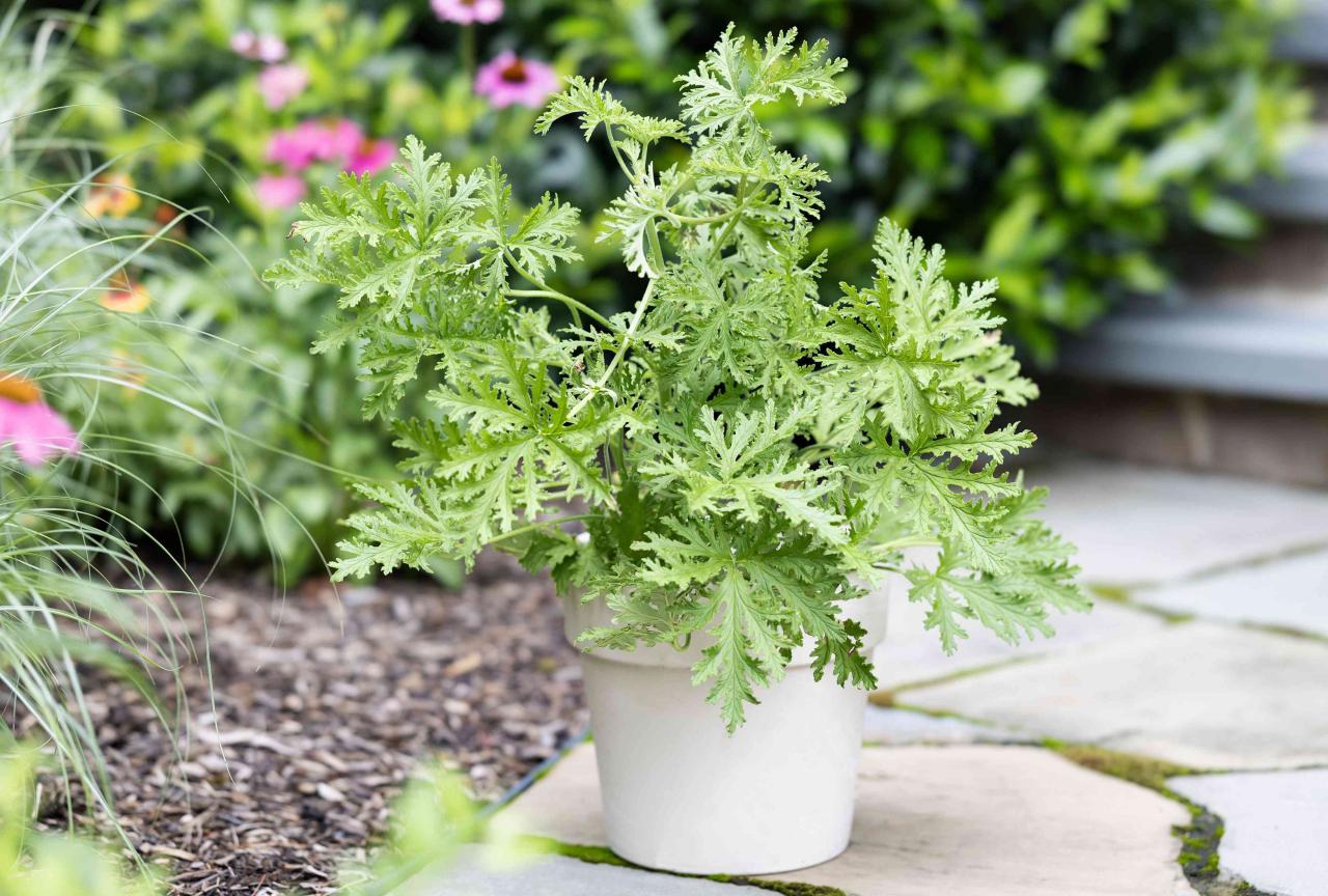 Citronella Plant: How to Maintain and Utilize This Herb for Maximum Pest Control