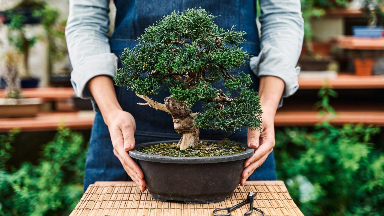 Bonsai Care Tips: How to Keep Your Tree Flourishing