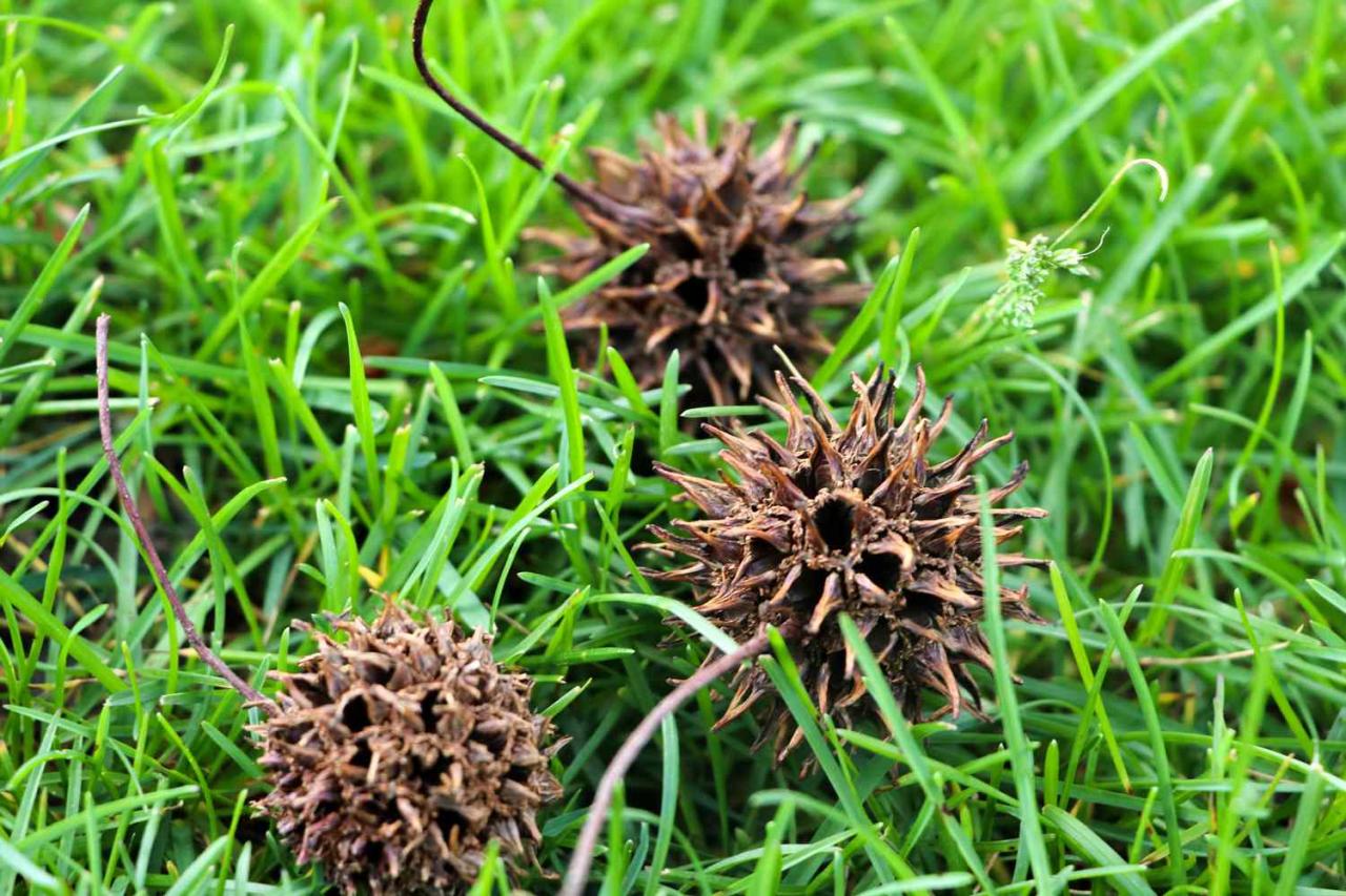 Spiky Seeds: A Hidden Treasure for Every Gardener