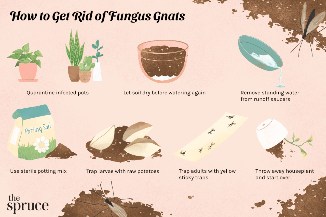 How to Get Rid of Gnats in Plants Without Harming the Environment