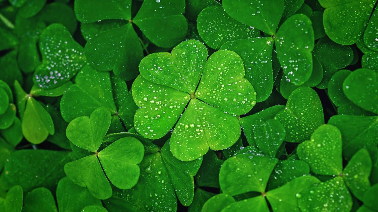 Cultivate Four-Leaf Clovers for Good Fortune: Essential Tips