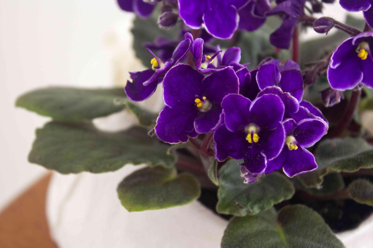 Discover How to Propagate African Violets Without Soil!