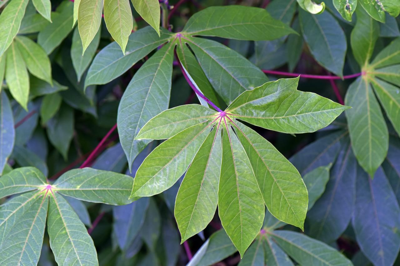 Grow & Maintain Cassava Leaf for a Healthy Garden