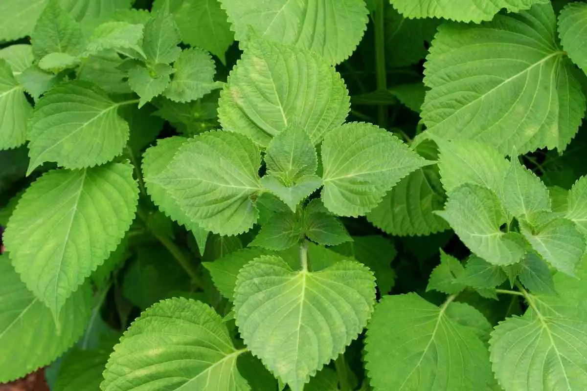 The Ultimate Guide to Perilla Leaf: Enhance Your Cooking with This Unique Herb