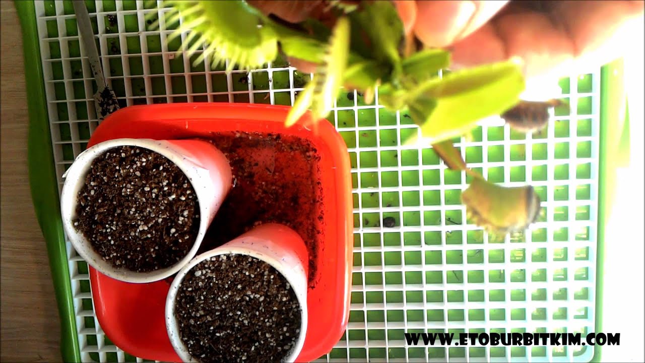 How to Propagate Venus Fly Traps Using Division: Complete Guide