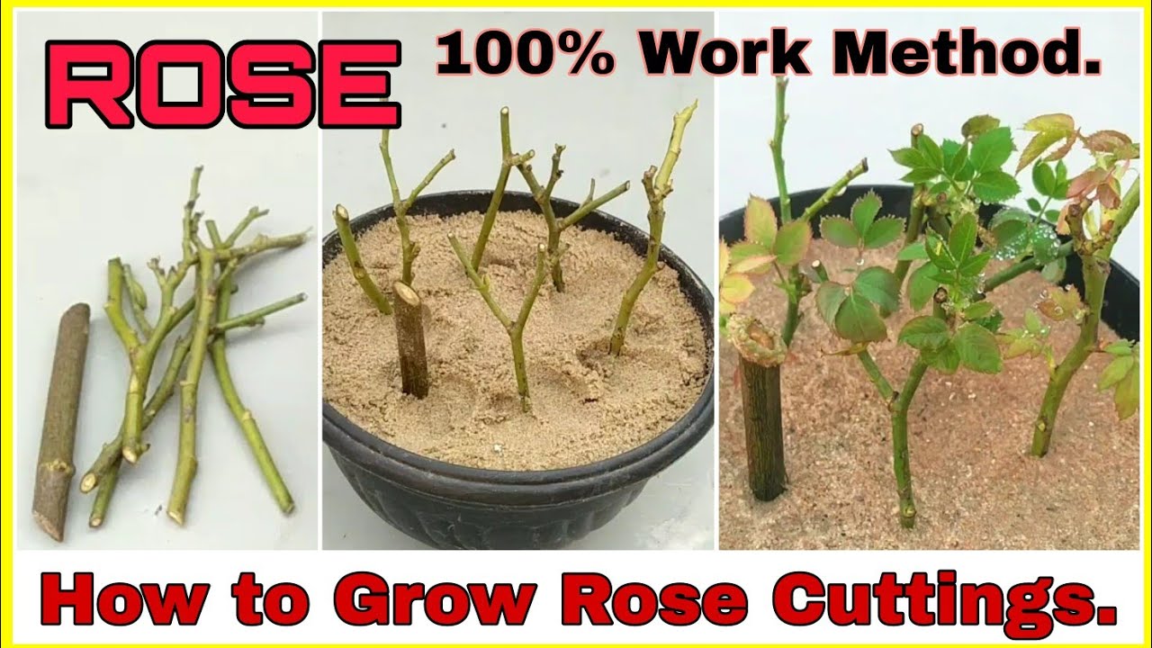 Propagate Roses from Cuttings: Transform Simple Cuttings into Stunning Roses