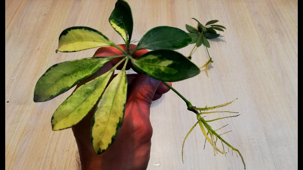 Discover How to Multiply Your Schefflera Plants with These Easy Methods