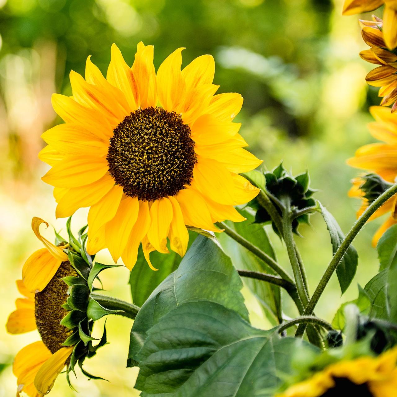 Unlock the Secrets to Beautiful Sunflowers: How To Propagate Them Successfully!